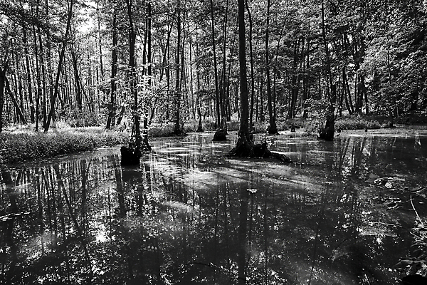 포토 JPG 해외이미지 나무 유럽 낙엽 잎 자연 하늘 흑백 풍경 사람없음 물 반사 젖음 나뭇가지 습지 숲 폴란드 해외포토 자연요소 식물 나라 촬영기법 생태계 파일형식 이미지허브