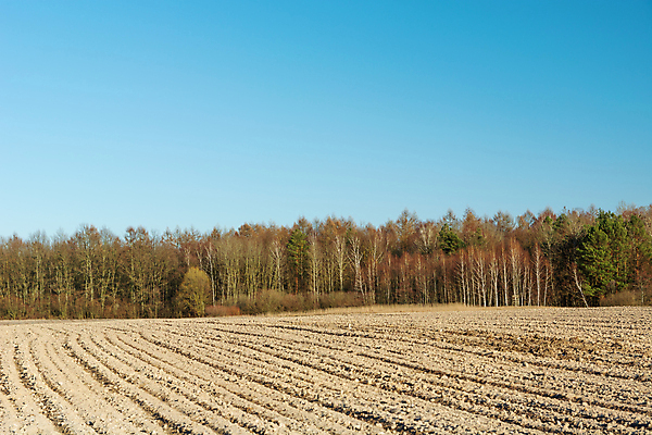 포토 JPG 해외이미지 나무 계절 지구 밭 농업 자연 하늘 풍경 사람없음 야외 목재 가로 파란색 컬러풀 햇빛 농장 농경지 갈색 봄 가을 시골 숲 땅 만취 먼지 장면 땅바닥 밭일 줄서기 해외포토 식물 산업 컬러 재료 모션 바닥 태양 생태계 술취함 파일형식 이미지허브