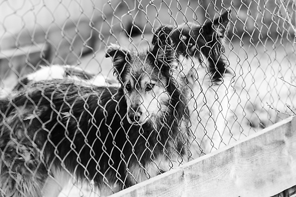 포토 JPG 해외이미지 동물 1 응시 얼굴 새끼 포유류 주택 털 자물쇠 사람없음 울타리 반려동물 머리 슬픔 기다림 구출 닫기 개 강아지 고독 가난 버리기 새장 망사 송곳니 노숙자 기르기 우울증 입양 혼자 해외포토 시선 감정 컨셉 모션 건물 신체부위 담장 직물 도움 치아 질병 돌봄 케이지 파일형식 이미지허브