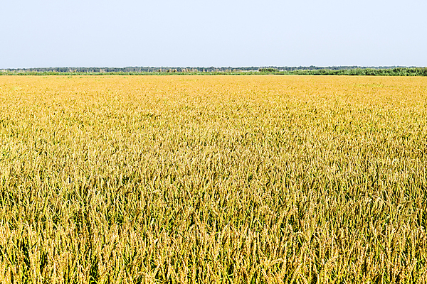 포토 JPG 해외이미지 식물 계절 문화 음식 줄기 밭 농업 자연 하늘 밥 파노라마 씨앗 동양인 풍경 사람없음 야외 초록색 물 파란색 농작물 농장 수확 성장 가을 시골 황금 낟알 땅 에코 유기농 귀 장면 시스템 스파이크 개발 밭일 호밀 해외포토 자연요소 웰빙 산업 컬러 곡류 촬영기법 인종 신체부위 환경 생태계 파일형식 이미지허브