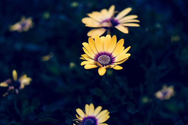 포토 JPG 해외이미지 식물 계절 꽃잎 꽃 꽃무늬 자연 영국 잉글랜드 국화 사람없음 야외 장식 여름 컬러풀 뷰티 노란색 정원 보라색 봄 활발 성장 벚꽃 신선 개화 데이지 영원 해외포토 유럽 컬러 컨셉 무늬 생태계 파일형식 이미지허브