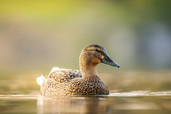 포토 JPG 해외이미지 동물 공원 호수 야생동물 백그라운드 자연 조류 오리 사람없음 야외 초록색 물 여름 파란색 강 반사 일출 환경 수영 일몰 봄 연못 깃털 부리 청둥오리 내추럴 해외포토 자연요소 계절 공공시설 컬러 노을 수상스포츠 생태계 파일형식 이미지허브
