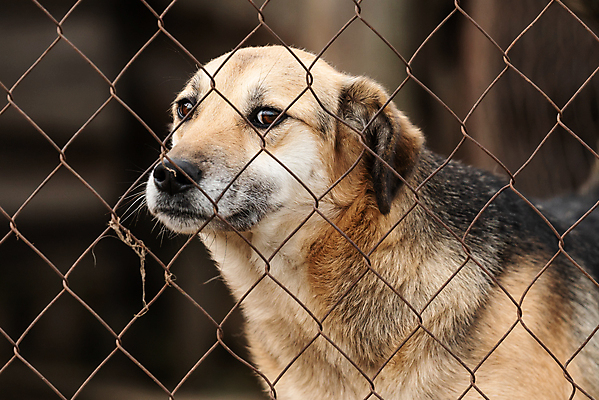 포토 JPG 해외이미지 동물 1 응시 얼굴 새끼 포유류 주택 털 자물쇠 사람없음 울타리 반려동물 머리 슬픔 기다림 구출 닫기 개 강아지 고독 보호 가난 버리기 새장 망사 송곳니 노숙자 기르기 우울증 입양 혼자 해외포토 시선 감정 컨셉 모션 건물 신체부위 담장 직물 도움 치아 질병 돌봄 케이지 파일형식 이미지허브