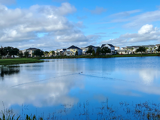 포토 JPG 해외이미지 나무 동물 계절 공원 호수 야생동물 백그라운드 날개 일러스트 자연 조류 하늘 주택 오리 풍경 사람없음 야외 초록색 물 여름 파란색 강 컬러풀 뷰티 환경 맑음 수영 미국 봄 연못 그룹 깃털 부리 이웃 청둥오리 내추럴 고립 플로리다 해외포토 자연요소 식물 공공시설 컬러 북아메리카 날씨 건물 수상스포츠 생태계 파일형식 이미지허브