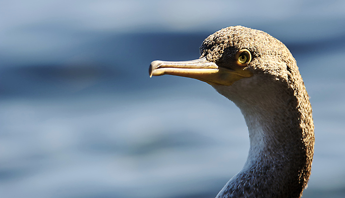 포토 JPG 해외이미지 주간 전신 동물 한마리 공원 야생동물 백그라운드 곡선 자연 조류 휴식 앉기 사람없음 야외 반사 노란색 환경 검은색 흐름 바위 기다림 부리 내추럴 동물상 카피스페이스 해외포토 자연요소 1 공공시설 선 컬러 컨셉 모션 조형물 공백 돌_바위 생태계 파일형식 이미지허브
