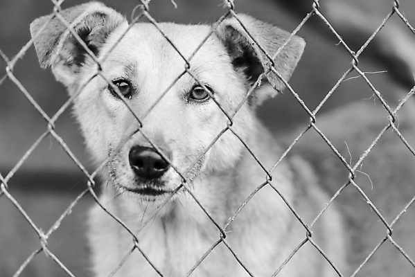포토 JPG 해외이미지 동물 1 응시 얼굴 새끼 포유류 주택 털 자물쇠 사람없음 울타리 반려동물 머리 슬픔 기다림 구출 닫기 개 강아지 고독 가난 버리기 새장 망사 송곳니 노숙자 기르기 우울증 입양 혼자 해외포토 시선 감정 컨셉 모션 건물 신체부위 담장 직물 도움 치아 질병 돌봄 케이지 파일형식 이미지허브