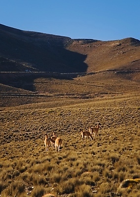 포토 JPG 해외이미지 동물 야생동물 포유류 자연 초식동물 건조 풍경 사람없음 야외 맑음 침묵 사막 군중 큼 아르헨티나 내추럴 산악지대 동물상 드넓은 순례 스텝 해외포토 날씨 산 사람 조형물 소리 남아메리카 크기 생태계 파일형식 이미지허브