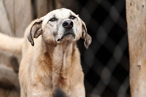 포토 JPG 해외이미지 동물 1 응시 얼굴 새끼 포유류 주택 털 자물쇠 사람없음 울타리 반려동물 머리 슬픔 기다림 구출 닫기 개 강아지 고독 보호 가난 버리기 새장 망사 송곳니 노숙자 기르기 우울증 입양 혼자 해외포토 시선 감정 컨셉 모션 건물 신체부위 담장 직물 도움 치아 질병 돌봄 케이지 파일형식 이미지허브