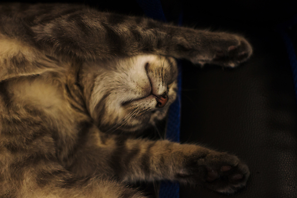 포토 JPG 해외이미지 동물 포유류 발 수염 사람없음 반려동물 고양이 회색 잠 귀 솜털 해외포토 컬러 신체부위 파일형식 이미지허브