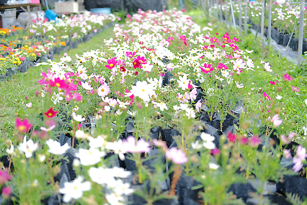 포토 JPG 해외이미지 식물 공원 꽃잎 꽃 꽃무늬 농업 자연 사람없음 장식 농장 농경지 정원 성장 벚꽃 개화 코스모스 원예 내추럴 밭일 심기 해외포토 공공시설 산업 무늬 모션 취미 생태계 파일형식 이미지허브