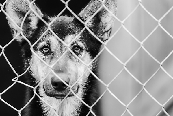 포토 JPG 해외이미지 동물 1 응시 얼굴 새끼 포유류 주택 털 자물쇠 사람없음 울타리 반려동물 머리 슬픔 기다림 구출 닫기 개 강아지 고독 가난 버리기 새장 망사 송곳니 노숙자 기르기 우울증 입양 혼자 해외포토 시선 감정 컨셉 모션 건물 신체부위 담장 직물 도움 치아 질병 돌봄 케이지 파일형식 이미지허브