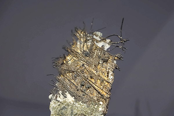 포토 JPG 해외이미지 나무 동물 야생동물 여행 곤충 잎 자연 사람없음 건물 장식 초록색 갈색 노란색 검은색 나뭇가지 거친 역사 황금 고급 도심 호주 둥지 위험 보석 박물관 화석 보물 내추럴 고립 멜버른 옛날 지질학 해외포토 식물 건축물 교육 컬러 컨셉 도시 오세아니아 광석 생태계 파일형식 이미지허브