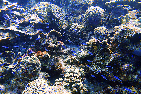 포토 JPG 해외이미지 동물 야생동물 모래 바다 여행 자연 열쇠 휴가 어류 사람없음 물 파란색 컬러풀 여행객 바닷속 수중 껍질 스노클링 산호 호기심 다이빙 육식동물 암초 수족관 리빙 대서양 바하마 이국적 플로리다 해외포토 자연요소 감정 컬러 컨셉 사람 수영 미국 수중동물 수상스포츠 자포동물 생태계 수중스포츠 파일형식 이미지허브