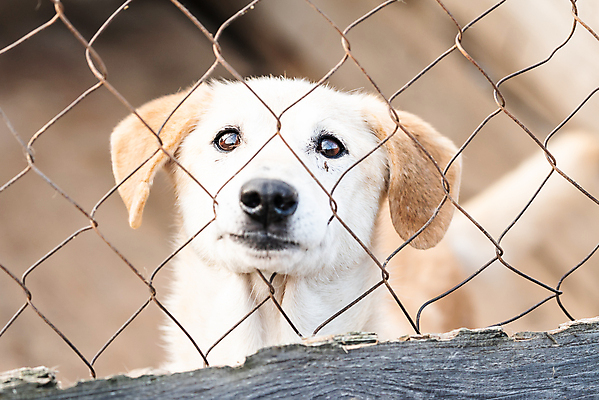 포토 JPG 해외이미지 동물 1 응시 얼굴 새끼 포유류 주택 털 자물쇠 사람없음 울타리 반려동물 머리 슬픔 기다림 구출 닫기 개 강아지 고독 보호 가난 버리기 새장 망사 송곳니 노숙자 기르기 우울증 입양 혼자 해외포토 시선 감정 컨셉 모션 건물 신체부위 담장 직물 도움 치아 질병 돌봄 케이지 파일형식 이미지허브