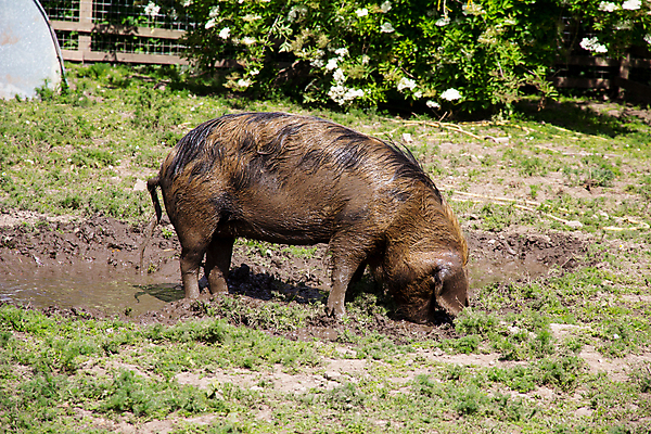 포토 JPG 해외이미지 동물 밭 농업 포유류 자연 영국 육류 돼지고기 서기 사람없음 야외 모래사장 농장 갈색 검은색 가축 시골 돼지 큼 방목 먼지 진흙 멸종 밭일 해외포토 멸종위기종 유럽 산업 바다 컬러 식재료 모션 축산업 크기 생태계 파일형식 이미지허브