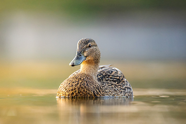 포토 JPG 해외이미지 동물 공원 호수 야생동물 백그라운드 자연 조류 오리 사람없음 야외 초록색 물 여름 파란색 강 반사 일출 환경 수영 일몰 봄 연못 깃털 부리 청둥오리 내추럴 해외포토 자연요소 계절 공공시설 컬러 노을 수상스포츠 생태계 파일형식 이미지허브