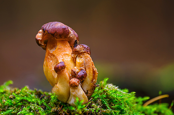 포토 JPG 해외이미지 계절 음식 줄기 백그라운드 채소 재료 자연 건강 이끼 요리 사람없음 목재 초록색 갈색 주방 버섯 수확 성장 가을 신선 그룹 맛 숲 자르기 먹기 유기농 날것 레시피 내추럴 고립 곰팡이 그물버섯 식용 채식주의자 캡모자 해외포토 나무 식물 모자_잡화 웰빙 컬러 컨셉 농업 모션 생태계 채식 파일형식 이미지허브