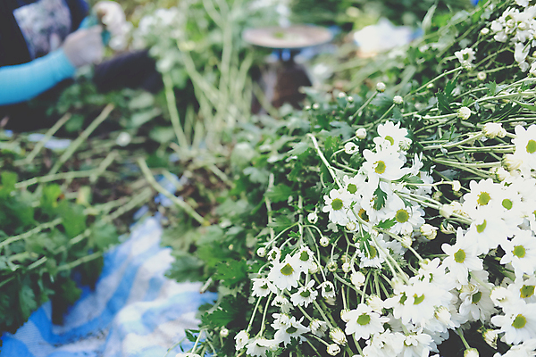 포토 JPG 해외이미지 식물 꽃 꽃다발 꽃무늬 비즈니스 국화 사람없음 세일 신선 작업 개화 시장 농부 배열 정리 밭일 해외포토 직업 무늬 파일형식 이미지허브