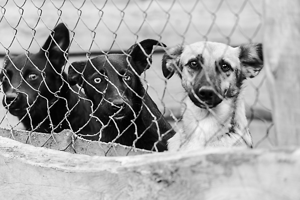 포토 JPG 해외이미지 동물 응시 얼굴 새끼 포유류 주택 털 자물쇠 사람없음 울타리 반려동물 머리 슬픔 기다림 구출 닫기 개 강아지 고독 가난 버리기 새장 망사 송곳니 노숙자 기르기 우울증 입양 혼자 해외포토 시선 감정 컨셉 모션 건물 신체부위 담장 직물 도움 치아 질병 돌봄 케이지 파일형식 이미지허브