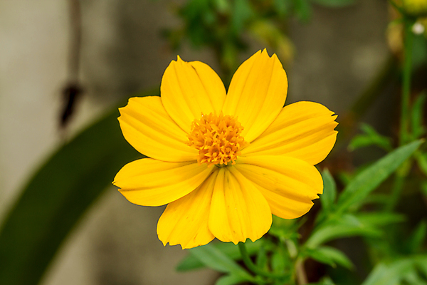 포토 JPG 해외이미지 식물 꽃잎 꽃 아시아 꽃무늬 밭 오렌지 자연 풍경 사람없음 야외 컬러풀 뷰티 노란색 환경 정원 활발 벚꽃 시골 신선 개화 황금 묘사 코스모스 꽃가루 강렬 많음 해외포토 나라 컬러 컨셉 무늬 농업 과일 가루 생태계 파일형식 이미지허브