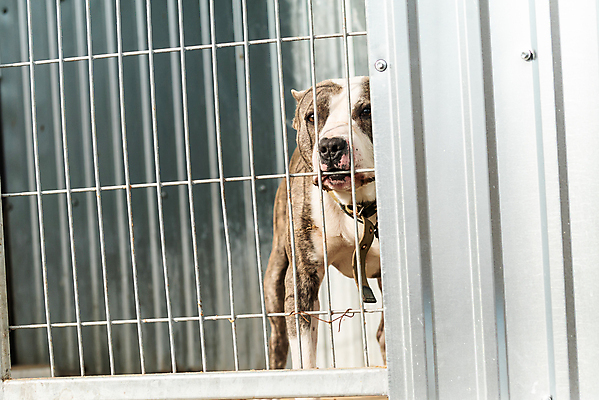 포토 JPG 해외이미지 동물 1 응시 얼굴 새끼 포유류 주택 털 자물쇠 사람없음 울타리 반려동물 머리 슬픔 기다림 구출 닫기 개 강아지 고독 보호 가난 버리기 새장 망사 송곳니 노숙자 기르기 우울증 입양 혼자 해외포토 시선 감정 컨셉 모션 건물 신체부위 담장 직물 도움 치아 질병 돌봄 케이지 파일형식 이미지허브