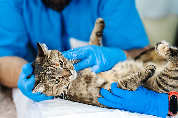 포토 JPG 해외이미지 동물 직업 손 유니폼 건강 병원 사람없음 치료 반려동물 약 건강관리 고양이 기계 임신 고통 장비 시험 환자 간호사 의사 문서 감시 수의사 센서 스캐너 해외포토 옷 교육 감정 포유류 의학 관리 신체부위 의료진 파일형식 이미지허브