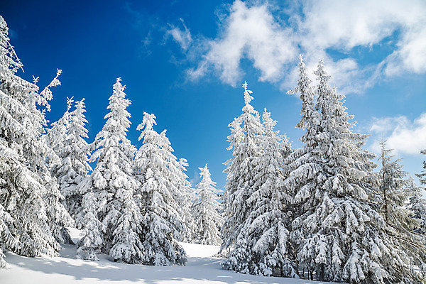 포토 JPG 해외이미지 나무 계절 여행 백그라운드 크리스마스 겨울 자연 하늘 휴가 산 풍경 경사 사람없음 야외 냉동 얼음 추위 백발 흰색 숲 언덕 즐거움 서리 전나무 눈내림 해외포토 자연요소 식물 헤어스타일 기념일 감정 컬러 눈_날씨 생태계 파일형식 이미지허브