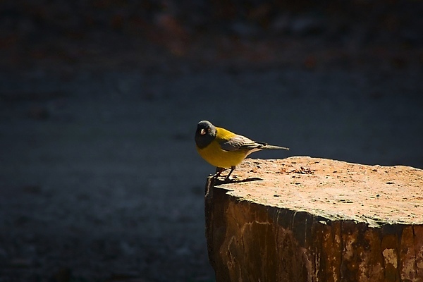 포토 JPG 해외이미지 동물 남자 야생동물 자연 조류 사람없음 노란색 작음 아르헨티나 내추럴 동물상 해외포토 컬러 사람 조형물 남아메리카 크기 생태계 파일형식 이미지허브