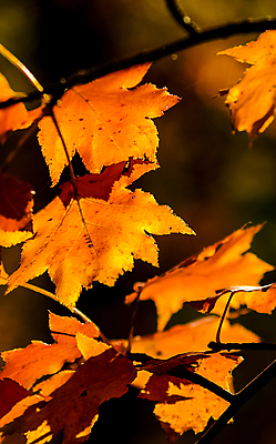 포토 JPG 해외이미지 나무 식물 계절 길 호수 백그라운드 잎 오렌지 자국 자연 아침 날씨 산 이끼 풍경 사람없음 빨간색 파란색 뷰티 노란색 어둠 봄 트래킹 안개 가을 바위 소나무 오픈 체리 황금 숲 신비 지역 내추럴 러시아인 뿌연 우크라이나 해외포토 주간 서양인 유럽 컬러 컨셉 과일 레저 돌_바위 생태계 파일형식 이미지허브