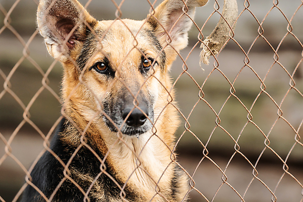 포토 JPG 해외이미지 동물 1 응시 얼굴 새끼 포유류 주택 털 자물쇠 사람없음 울타리 반려동물 머리 슬픔 기다림 구출 닫기 개 강아지 고독 보호 가난 버리기 새장 망사 송곳니 노숙자 기르기 우울증 입양 혼자 해외포토 시선 감정 컨셉 모션 건물 신체부위 담장 직물 도움 치아 질병 돌봄 케이지 파일형식 이미지허브