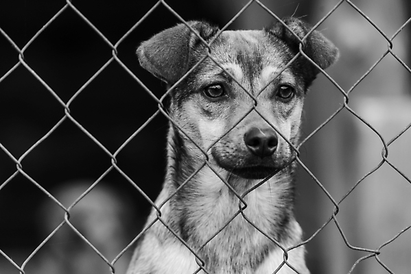 포토 JPG 해외이미지 동물 1 응시 얼굴 새끼 포유류 주택 털 자물쇠 사람없음 울타리 반려동물 머리 슬픔 기다림 구출 닫기 개 강아지 고독 가난 버리기 새장 망사 송곳니 노숙자 기르기 우울증 입양 혼자 해외포토 시선 감정 컨셉 모션 건물 신체부위 담장 직물 도움 치아 질병 돌봄 케이지 파일형식 이미지허브