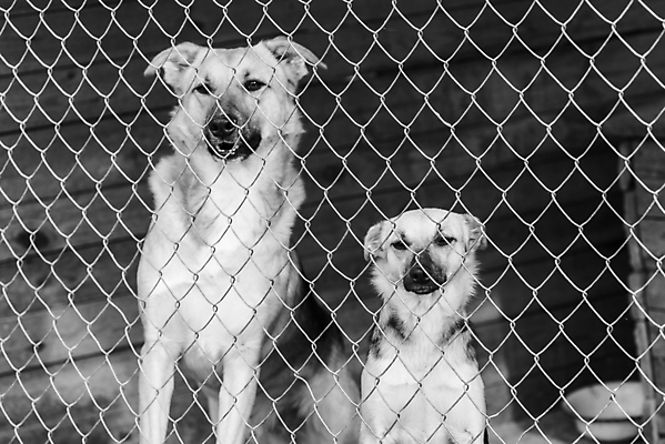 포토 JPG 해외이미지 동물 응시 얼굴 새끼 포유류 주택 털 자물쇠 사람없음 울타리 반려동물 머리 슬픔 기다림 구출 닫기 개 강아지 고독 가난 버리기 새장 망사 송곳니 노숙자 기르기 우울증 입양 혼자 해외포토 시선 감정 컨셉 모션 건물 신체부위 담장 직물 도움 치아 질병 돌봄 케이지 파일형식 이미지허브