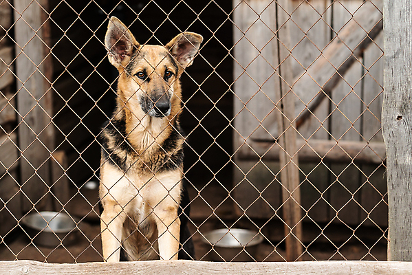 포토 JPG 해외이미지 동물 1 응시 얼굴 새끼 포유류 주택 털 자물쇠 사람없음 울타리 반려동물 머리 슬픔 기다림 구출 닫기 개 강아지 고독 보호 가난 버리기 새장 망사 송곳니 노숙자 기르기 우울증 입양 혼자 해외포토 시선 감정 컨셉 모션 건물 신체부위 담장 직물 도움 치아 질병 돌봄 케이지 파일형식 이미지허브