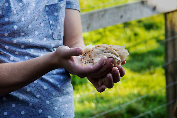 포토 JPG 해외이미지 동물 손 어린이 놀이 조류 병아리 관리 사람 사람없음 야외 반려동물 농장 농경지 치킨 가축 터치 잡기 작음 걸음마 쓰다듬기 콘월 해외포토 농업 모션 신체부위 크기 닭고기요리 파일형식 이미지허브