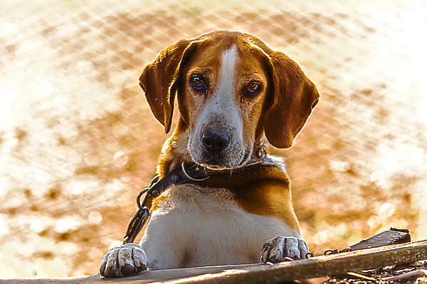 포토 JPG 해외이미지 동물 외관 응시 행복 포즈 백그라운드 밭 자연 휴식 건강 피곤 사람없음 야외 반려동물 장난감 달리기 에너지 수확 시골 역사 개 강아지 작음 사냥 러시아 향기 사냥개 귀 비글 팩 사냥꾼 복종 신앙심 주목 표준 해외포토 직업 시선 감정 유럽 컨셉 농업 포유류 모션 신체부위 화장품 크기 생태계 냄새 파일형식 이미지허브