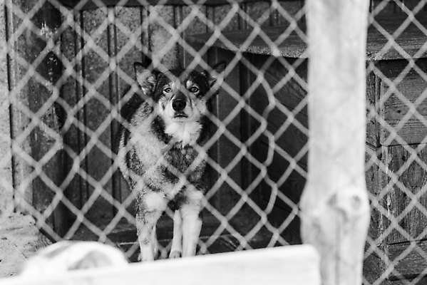 포토 JPG 해외이미지 동물 1 응시 얼굴 새끼 포유류 주택 털 자물쇠 사람없음 울타리 반려동물 머리 슬픔 기다림 구출 닫기 개 강아지 고독 가난 버리기 새장 망사 송곳니 노숙자 기르기 우울증 입양 혼자 해외포토 시선 감정 컨셉 모션 건물 신체부위 담장 직물 도움 치아 질병 돌봄 케이지 파일형식 이미지허브