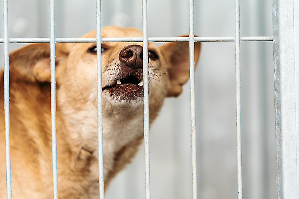 포토 JPG 해외이미지 동물 1 응시 얼굴 새끼 포유류 주택 털 자물쇠 사람없음 울타리 반려동물 머리 슬픔 기다림 구출 닫기 개 강아지 고독 보호 가난 버리기 새장 망사 송곳니 노숙자 기르기 우울증 입양 혼자 해외포토 시선 감정 컨셉 모션 건물 신체부위 담장 직물 도움 치아 질병 돌봄 케이지 파일형식 이미지허브