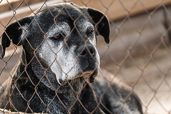 포토 JPG 해외이미지 동물 1 응시 얼굴 새끼 포유류 주택 털 자물쇠 사람없음 울타리 반려동물 머리 슬픔 기다림 구출 닫기 개 강아지 고독 보호 가난 버리기 새장 망사 송곳니 노숙자 기르기 우울증 입양 혼자 해외포토 시선 감정 컨셉 모션 건물 신체부위 담장 직물 도움 치아 질병 돌봄 케이지 파일형식 이미지허브