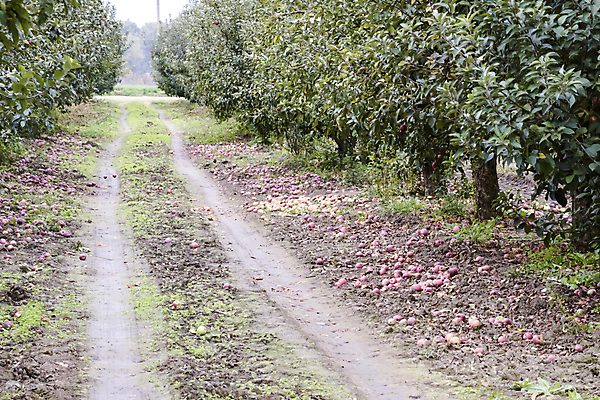 포토 JPG 해외이미지 나무 식물 계절 길 음식 백그라운드 잎 농업 다이어트 과일 자연 건강 사람없음 빨간색 초록색 농작물 농장 환경 정원 성장 나뭇가지 신선 그룹 사과 과수원 먹기 유기농 원예 장면 땅바닥 바이오 밭일 숙성 줄서기 채식주의자 세련 비건 해외포토 웰빙 산업 컬러 모션 바닥 취미 생태계 채식 파일형식 이미지허브