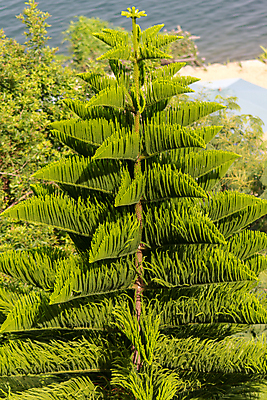 포토 JPG 해외이미지 나무 식물 잎 패턴 자연 사람없음 야외 장식 초록색 정원 나뭇가지 소나무 못 삼각형 질감 날카로움 상록수 침엽수 내추럴 대칭 르완다 이국적 그리너리 해외포토 도형 컬러 무늬 아프리카 공구 생태계 파일형식 트랜드컬러 이미지허브