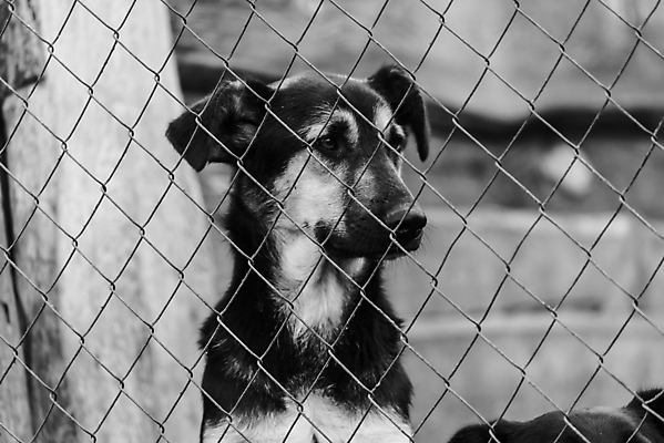 포토 JPG 해외이미지 동물 1 응시 얼굴 새끼 포유류 주택 털 자물쇠 사람없음 울타리 반려동물 머리 슬픔 기다림 구출 닫기 개 강아지 고독 가난 버리기 새장 망사 송곳니 노숙자 기르기 우울증 입양 혼자 해외포토 시선 감정 컨셉 모션 건물 신체부위 담장 직물 도움 치아 질병 돌봄 케이지 파일형식 이미지허브