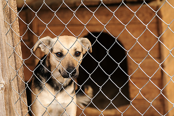 포토 JPG 해외이미지 동물 1 응시 얼굴 새끼 포유류 주택 털 자물쇠 사람없음 울타리 반려동물 머리 슬픔 기다림 구출 닫기 개 강아지 고독 보호 가난 버리기 새장 망사 송곳니 노숙자 기르기 우울증 입양 혼자 해외포토 시선 감정 컨셉 모션 건물 신체부위 담장 직물 도움 치아 질병 돌봄 케이지 파일형식 이미지허브