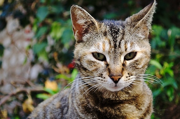 포토 JPG 해외이미지 동물 긴머리 응시 털 사람없음 야외 반려동물 컬러풀 쌓기 고양이 모피 보케 육식동물 사냥꾼 얼룩무늬 노려봄 동반자 해외포토 직업 헤어스타일 시선 컬러 무늬 포유류 모션 표정 파일형식 이미지허브