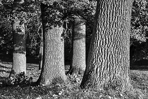 포토 JPG 해외이미지 나무 식물 계절 유럽 낙엽 잎 자연 흑백 사람없음 컬러풀 가을 나뭇가지 숲 묘사 나무껍질 폴란드 해외포토 나라 컬러 촬영기법 껍질 생태계 파일형식 이미지허브