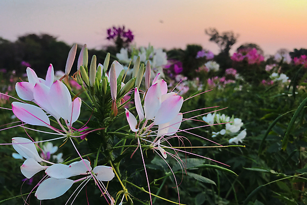 포토 JPG 해외이미지 식물 계절 공원 꽃잎 꽃 행복 분홍색 백그라운드 잎 꽃무늬 자연 사람없음 야외 초록색 컬러풀 뷰티 환경 정원 보라색 봄 벚꽃 나뭇가지 신선 개화 원예 내추럴 해외포토 나무 공공시설 감정 컬러 무늬 취미 생태계 파일형식 이미지허브