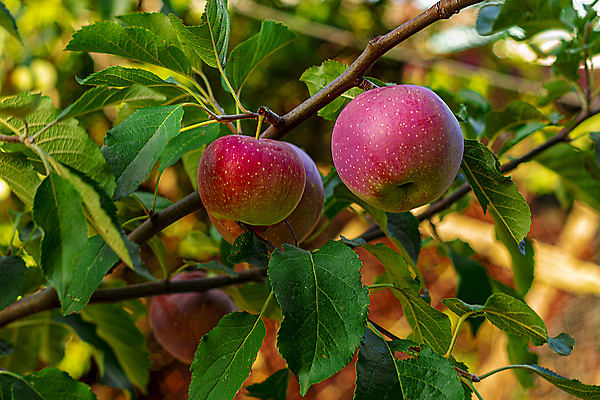 포토 JPG 해외이미지 나무 식물 계절 과일 그림자 풍경 사람없음 목재 빨간색 빛 농작물 노란색 정원 수확 게 가을 바위 나뭇가지 사과 숲 작음 그늘 과수원 땅 허브 땅바닥 많음 해외포토 컬러 컨셉 농업 재료 바닥 갑각류 돌_바위 크기 파일형식 이미지허브