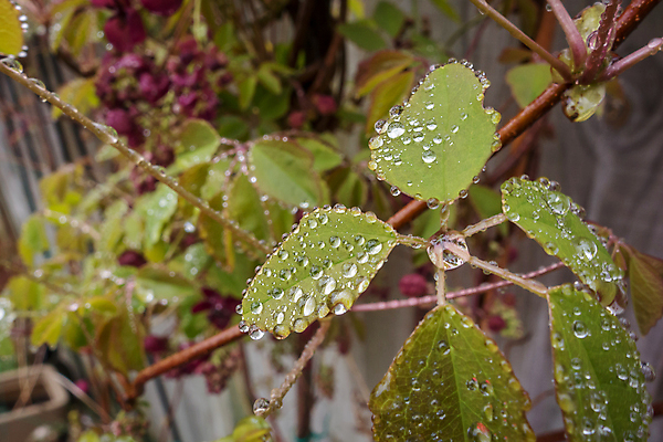 포토 JPG 해외이미지 식물 꽃잎 꽃 잎 꽃무늬 농업 과일 자연 사람없음 야외 초록색 물 컬러풀 새싹 정원 초콜릿 일본 보라색 봄 젖음 성장 벚꽃 물방울 나뭇가지 신선 닫기 이슬 제비꽃 향기 포도나무 내추럴 떠남 해외포토 자연요소 나무 계절 산업 아시아 컬러 무늬 모션 디저트 과일나무 생태계 냄새 파일형식 이미지허브