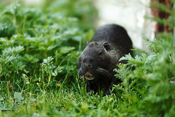 포토 JPG 해외이미지 동물 척추동물 공원 야생동물 음식 백그라운드 포유류 자연 생물 수염 털 사람없음 야외 초록색 물 반려동물 농장 검은색 회색 젖음 연못 치아 습지 쥐 설치류 숲 작음 큼 모피 꼬리 내추럴 동물상 비버 해외포토 자연요소 공공시설 컬러 농업 조형물 소화기관 크기 생태계 파일형식 이미지허브