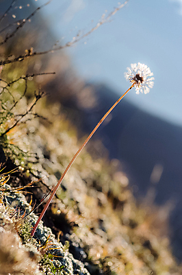 포토 JPG 해외이미지 나무 식물 공원 꽃잎 꽃 호수 분홍색 여행 백그라운드 밭 자연 산 풍경 사람없음 야외 초록색 여름 노란색 정원 계곡 들꽃 벚꽃 흰색 소나무 개화 개울 숲 허브 순수 러시아 침엽수 동물상 시베리아 캐모마일 바이에른 해외포토 계절 공공시설 유럽 컬러 컨셉 농업 독일 강 조형물 생태계 파일형식 이미지허브