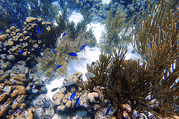 포토 JPG 해외이미지 동물 야생동물 모래 바다 여행 나비 자연 열쇠 휴가 어류 사람없음 물 파란색 컬러풀 여행객 바닷속 수중 줄무늬 스노클링 산호 다이빙 암초 수족관 리빙 대서양 바하마 이국적 플로리다 해외포토 자연요소 컬러 곤충 무늬 사람 수영 미국 수중동물 수상스포츠 자포동물 생태계 수중스포츠 파일형식 이미지허브